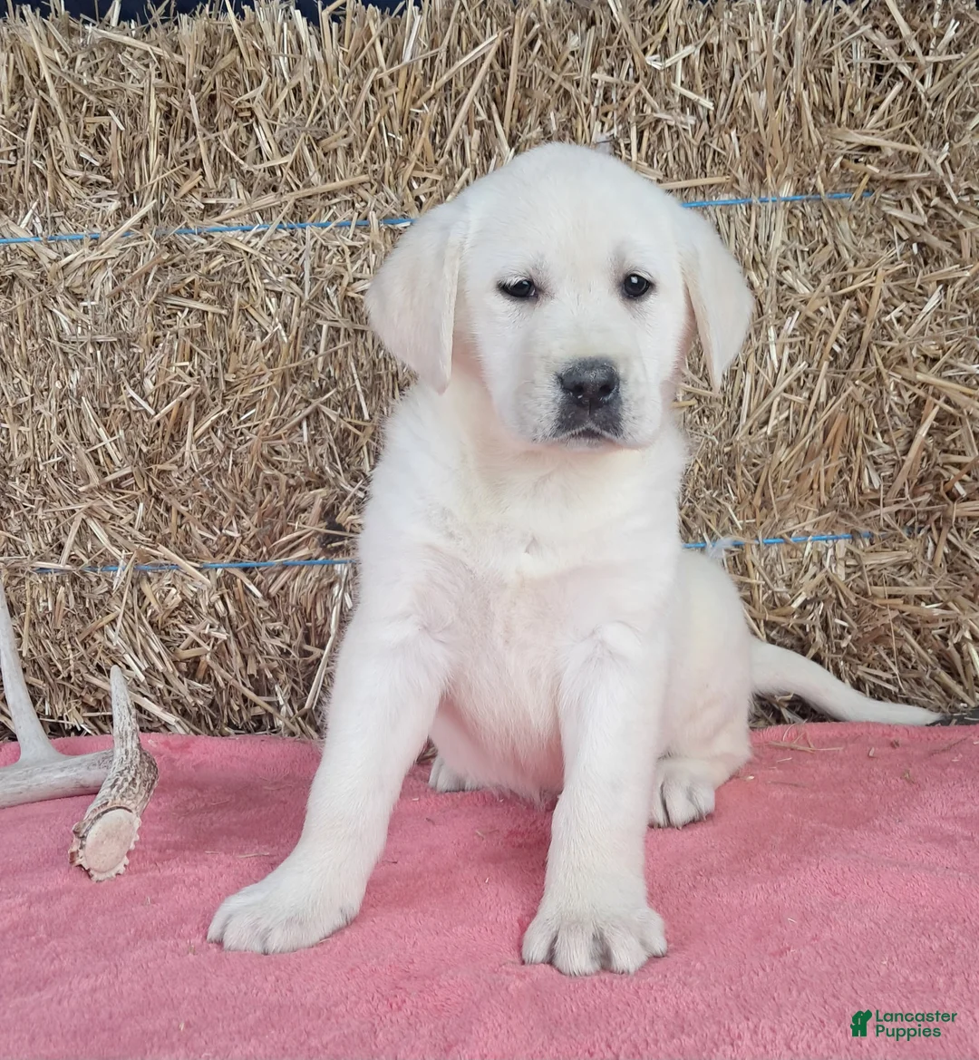 Labrador Retriever dogs for sale: Luna - Ad 1