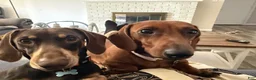 Dachshund dogs for sale: Teddy - Ad 9
