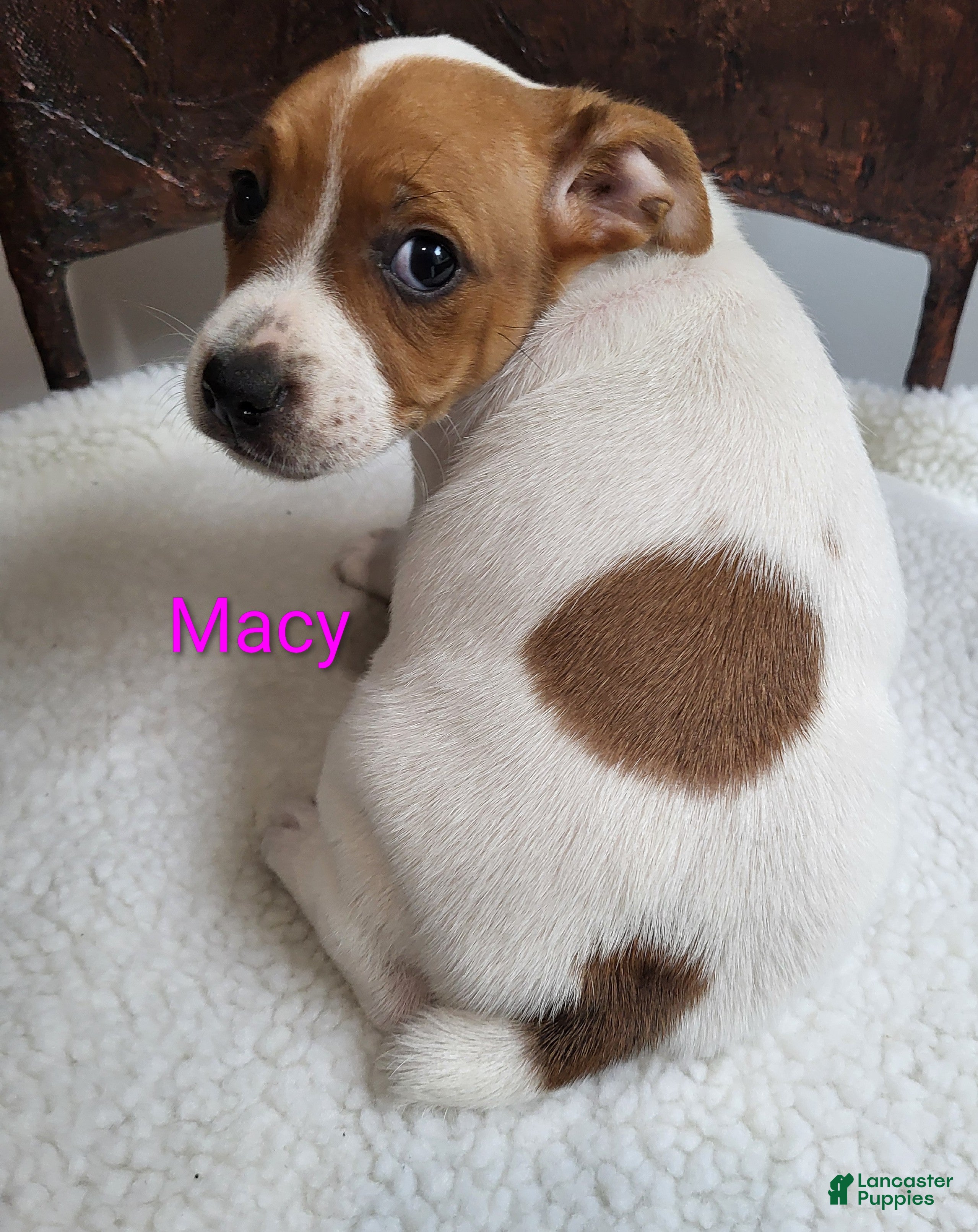 Jack Russell Terrier dogs Jack Russell Terrier 4 - Ad 2