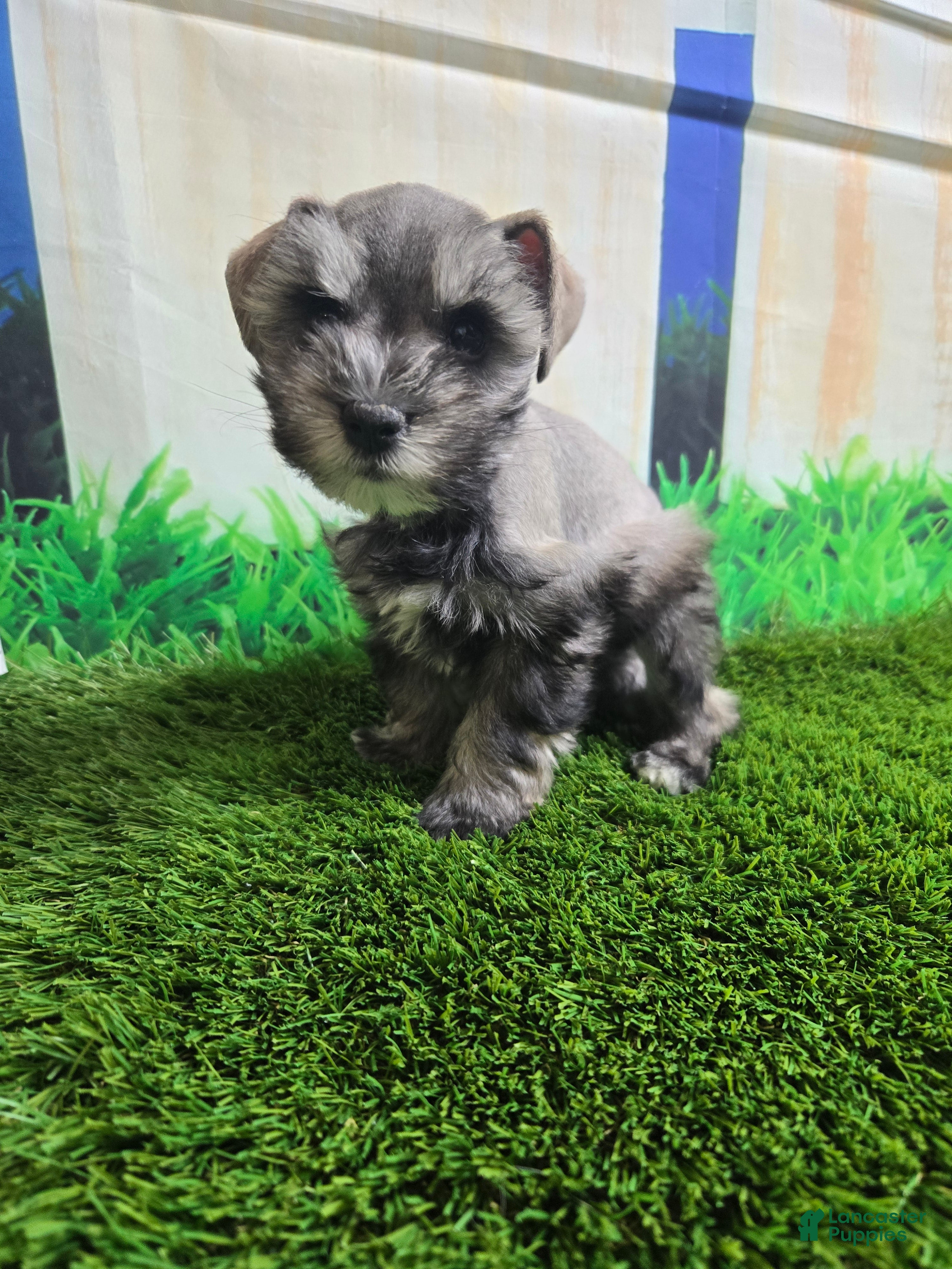 Miniature Schnauzer dogs Miniature Schnauzer Puppy 1 - Ad 12
