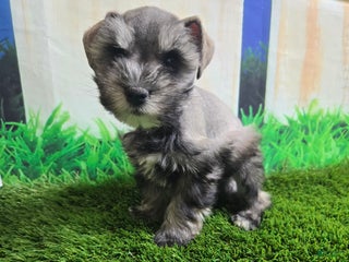 Miniature Schnauzer dogs Miniature Schnauzer Puppy 1 - Ad 12