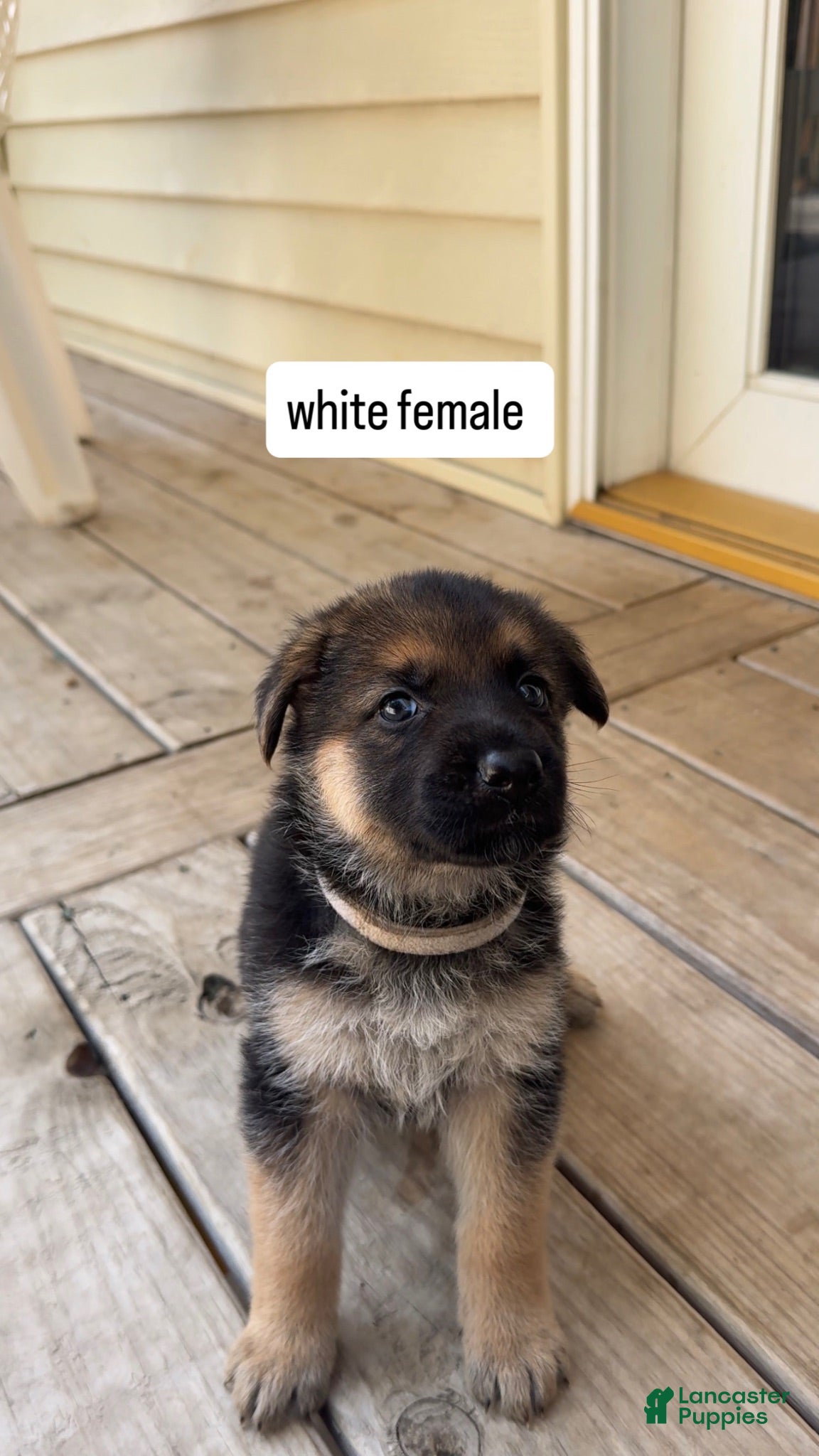 German Shepherd dogs White Female - Ad 23