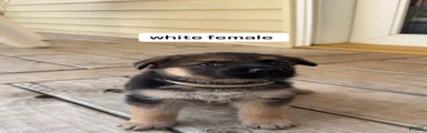 White Female