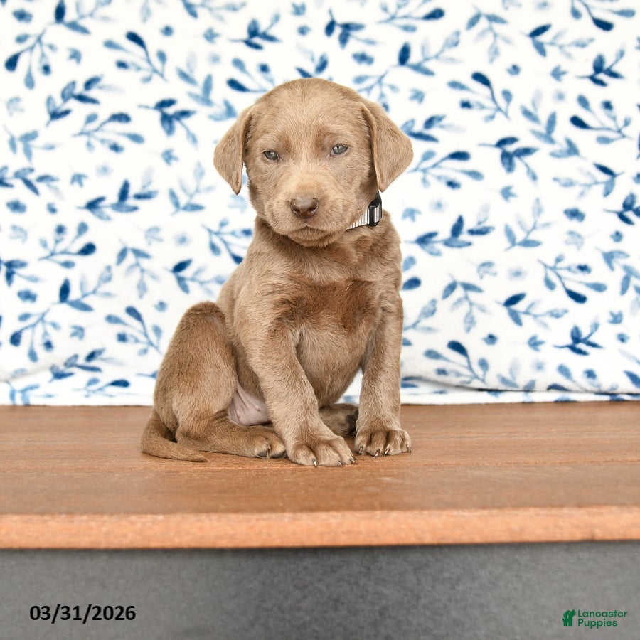 Labrador Retriever dogs Gabby - Ad 1