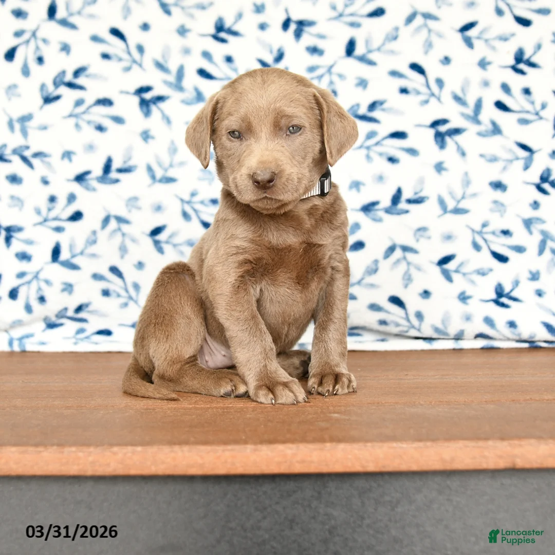 Labrador Retriever dogs for sale: Gabby - Ad 1