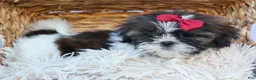 Shih Tzu dogs for sale: RACHEL - Ad 10