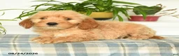 Mini Goldendoodle dogs for sale: Tucker - Ad 3