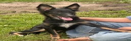 Mixed Breed dogs for sale: Mixed Breed 1 - Ad 1