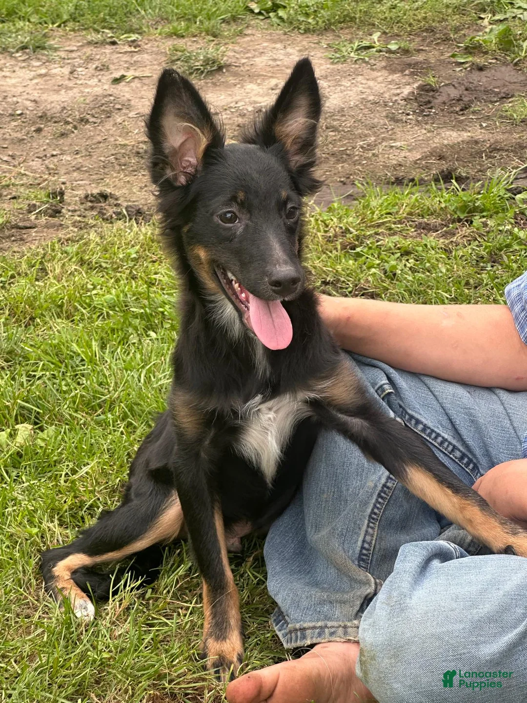 Mixed Breed dogs for sale: Mixed Breed 1 - Ad 1