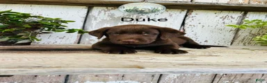 Duke