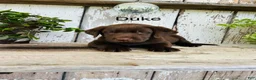 Labrador Retriever dogs for sale: Duke - Ad 1