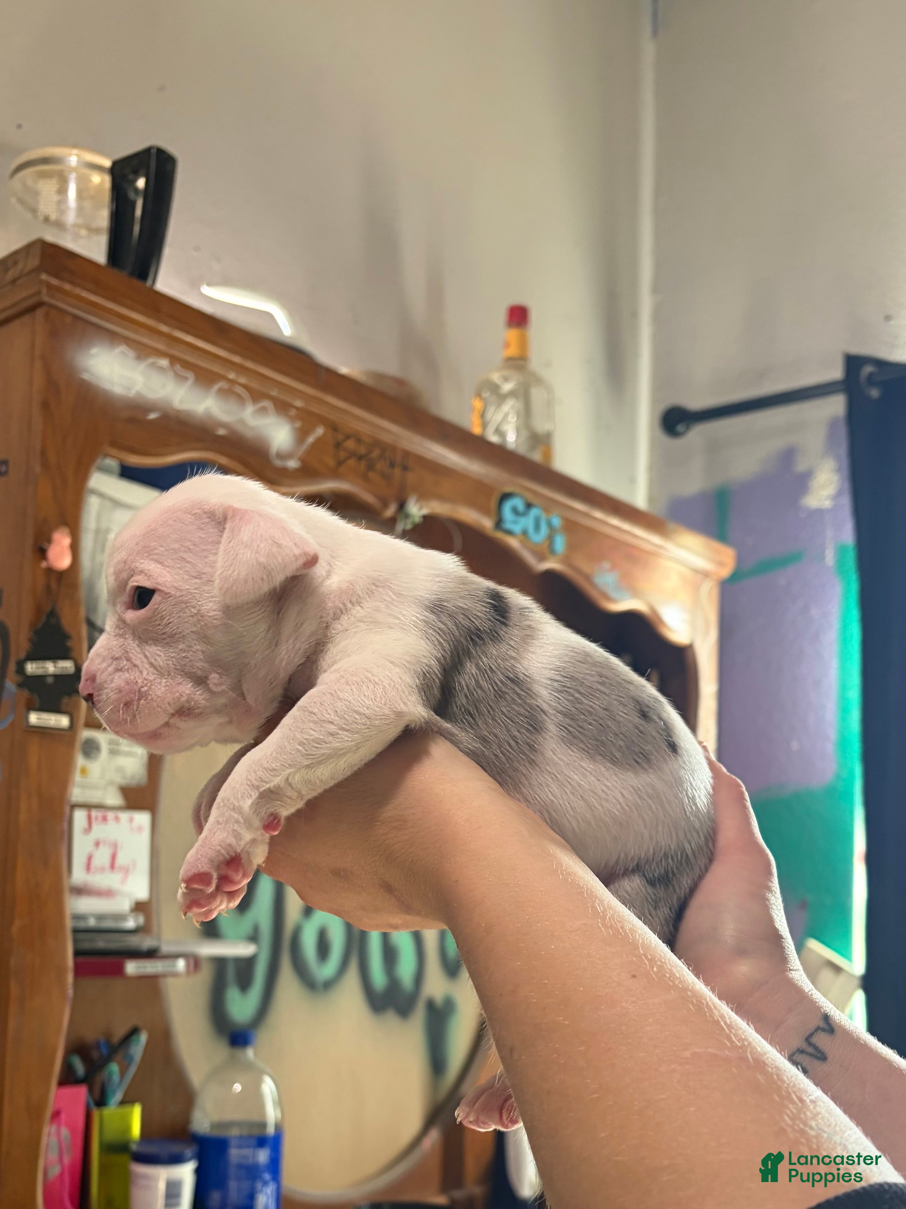 American Bully dogs for sale: American Bully Puppy 4 - Ad 1
