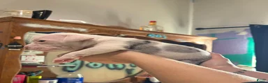 American Bully Puppy 4