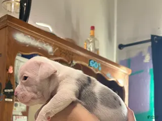 American Bully dogs American Bully Puppy 4 - Ad 17