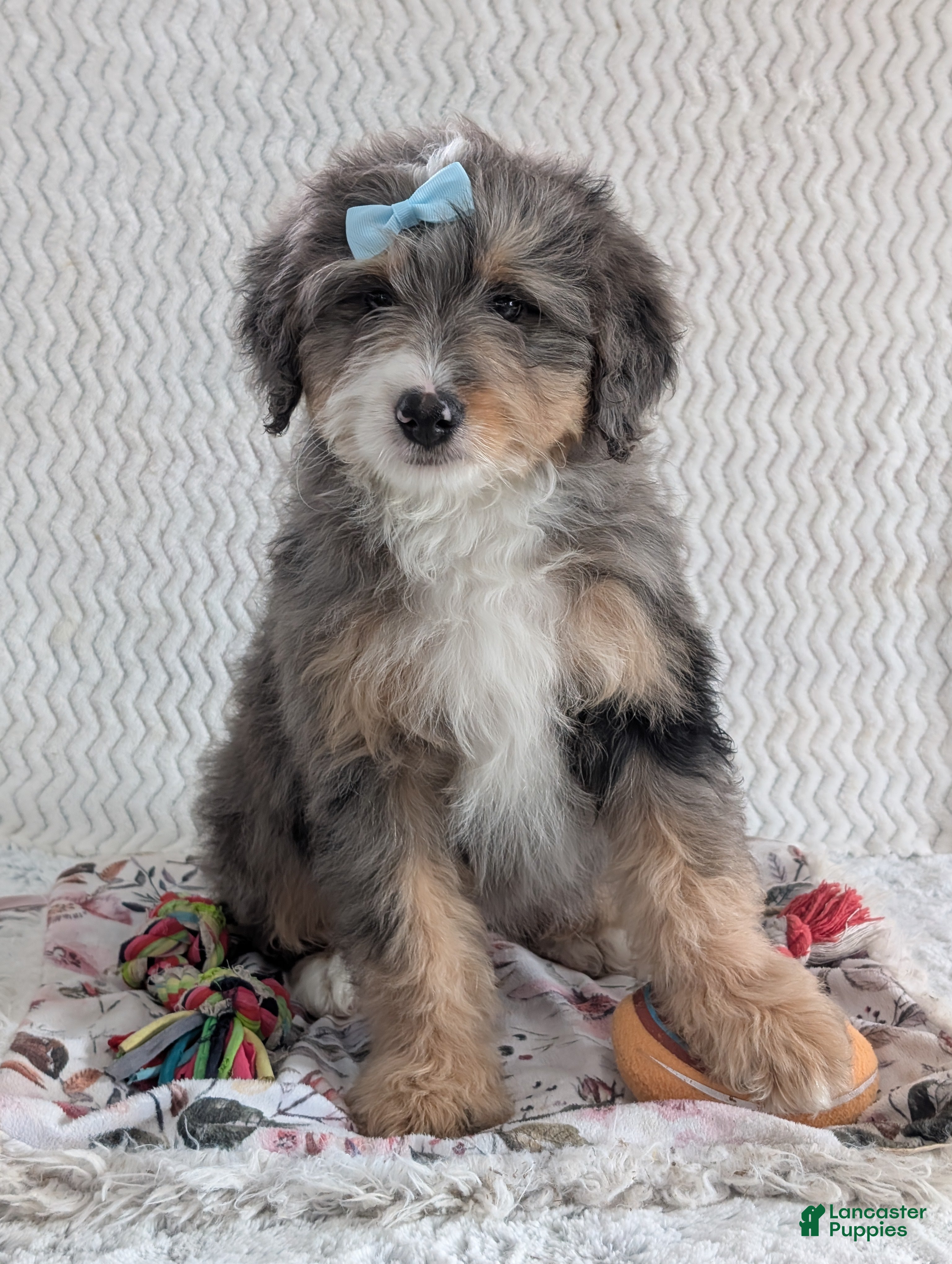 Mini Bernedoodle dogs Mini Banks  - Ad 38