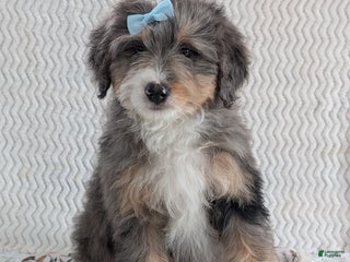 Mini Bernedoodle dogs Mini Banks - Ad 17