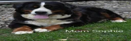Mini Bernedoodle dogs for sale: Callie  - Ad 9
