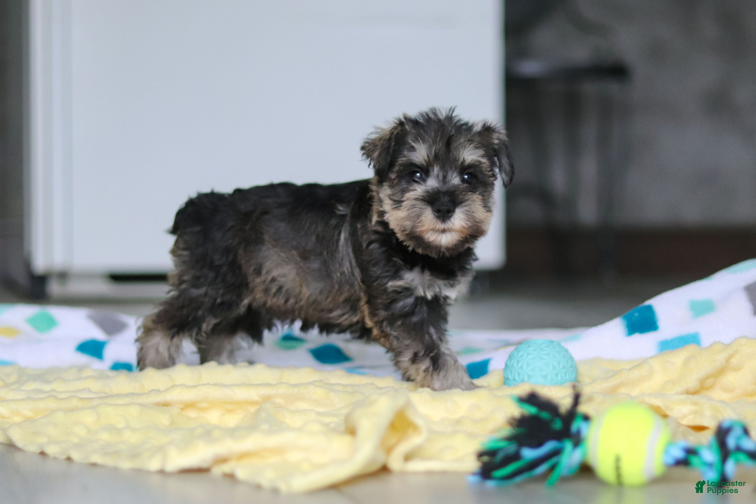 Miniature Schnauzer dogs Clementine - Ad 2