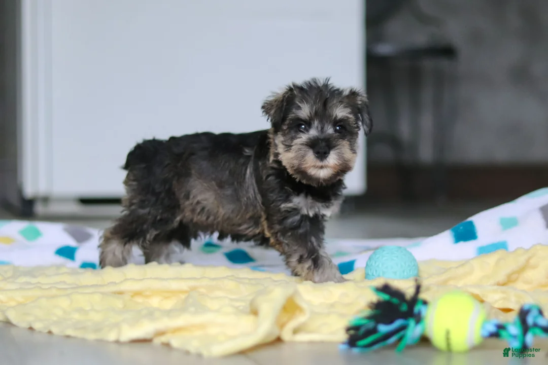 Miniature Schnauzer dogs for sale: Clementine - Ad 2