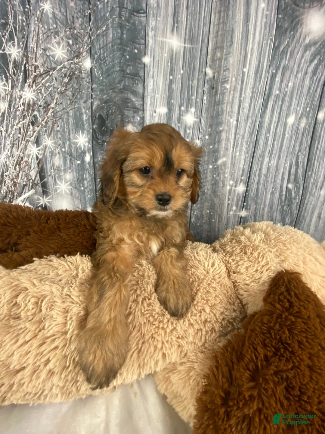 Cavapoo dogs for sale: Lady - Ad 4