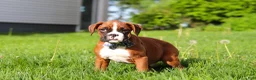 Boxer dogs for sale: Kian - Ad 3