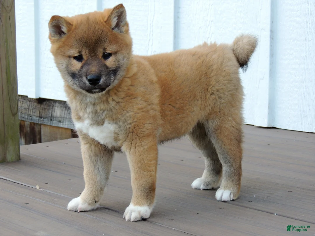 Shiba Inu dogs for sale: BINGO - Ad 5