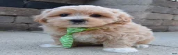 Maltipoo dogs for sale: Milo - Ad 6