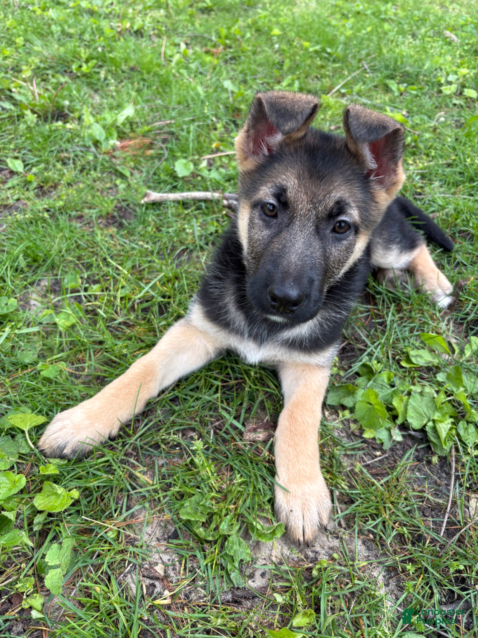 German Shepherd dogs German Shepherd Puppy 1 - Ad 34