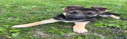German Shepherd dogs for sale: German Shepherd Puppy 1 - Ad 1