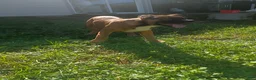 Mixed Breed dogs for sale: Mixed Breed 3 - Ad 6