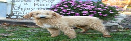 Labradoodle dogs for sale: Bonnie - Ad 3