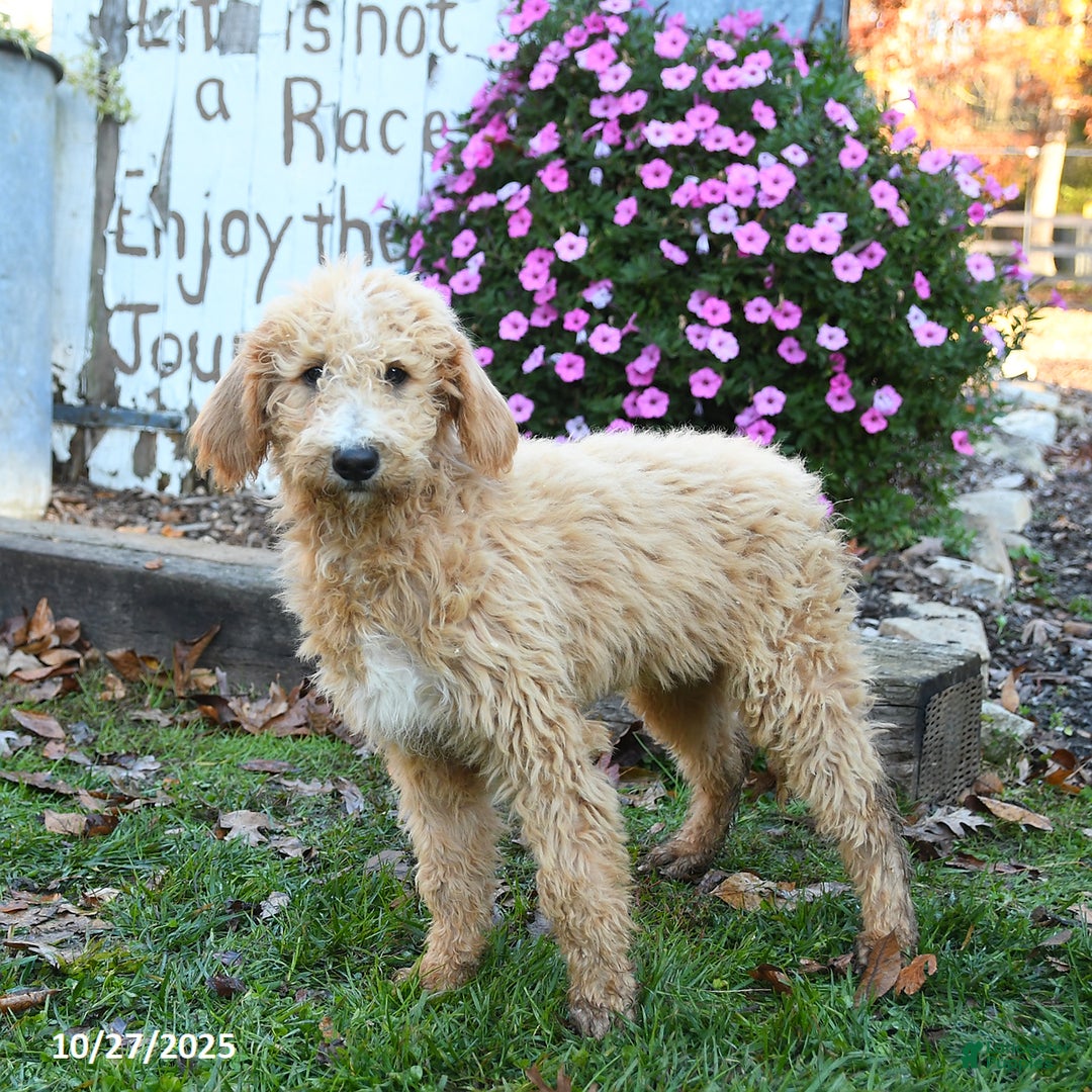 Labradoodle dogs for sale: Bonnie - Ad 3