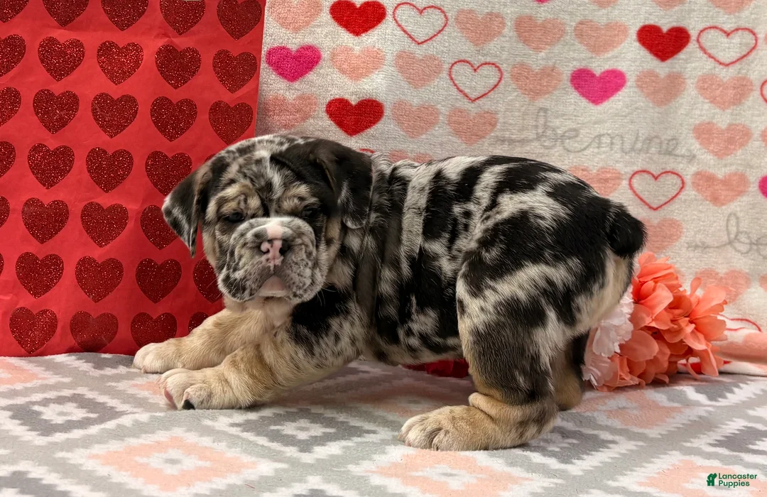 English Bulldog dogs for sale: Shane - Ad 4