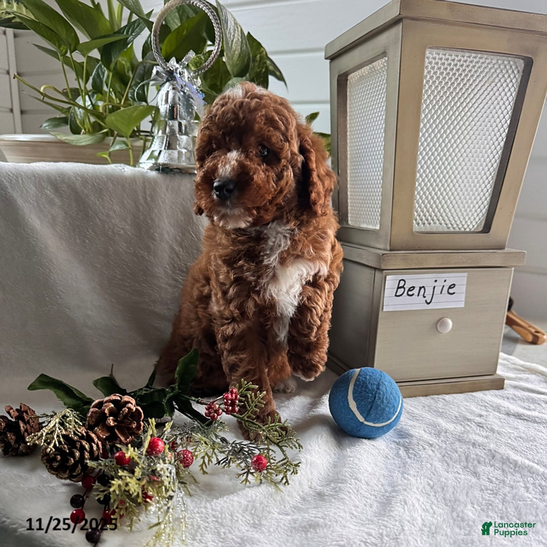 Miniature Poodle dogs for sale: Benjie - Ad 3