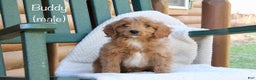 Mini Goldendoodle dogs for sale: Buddy - Ad 1