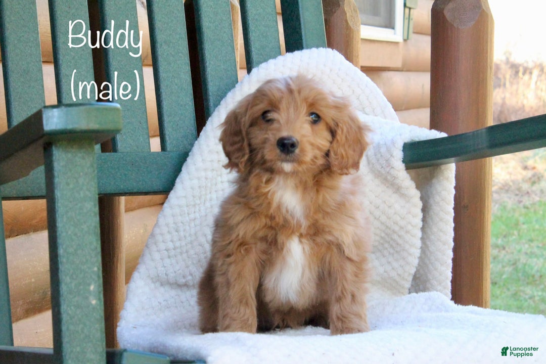 Mini Goldendoodle dogs for sale: Buddy - Ad 1