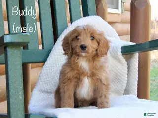 Mini Goldendoodle dogs Buddy - Ad 39