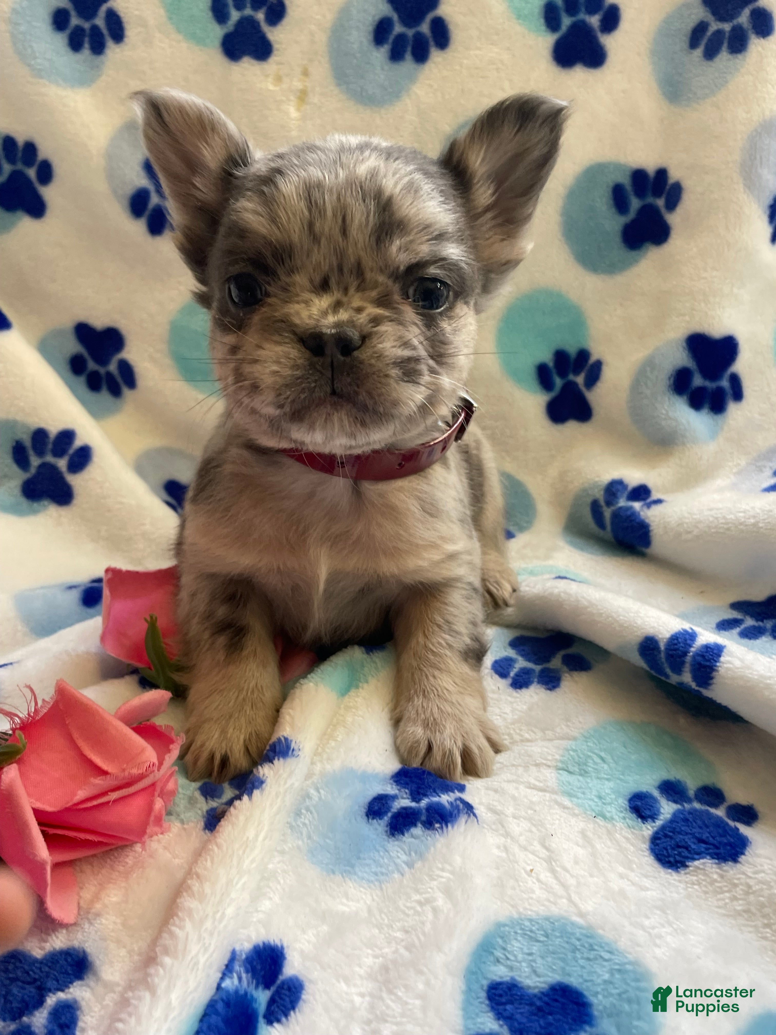 French Bulldog dogs Zane LONG HAIRED - Ad 39