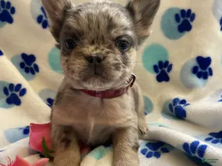 French Bulldog dogs Zane LONG HAIRED - Ad 39