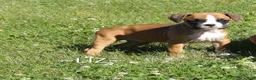 Boxer dogs for sale: Liz - Ad 3