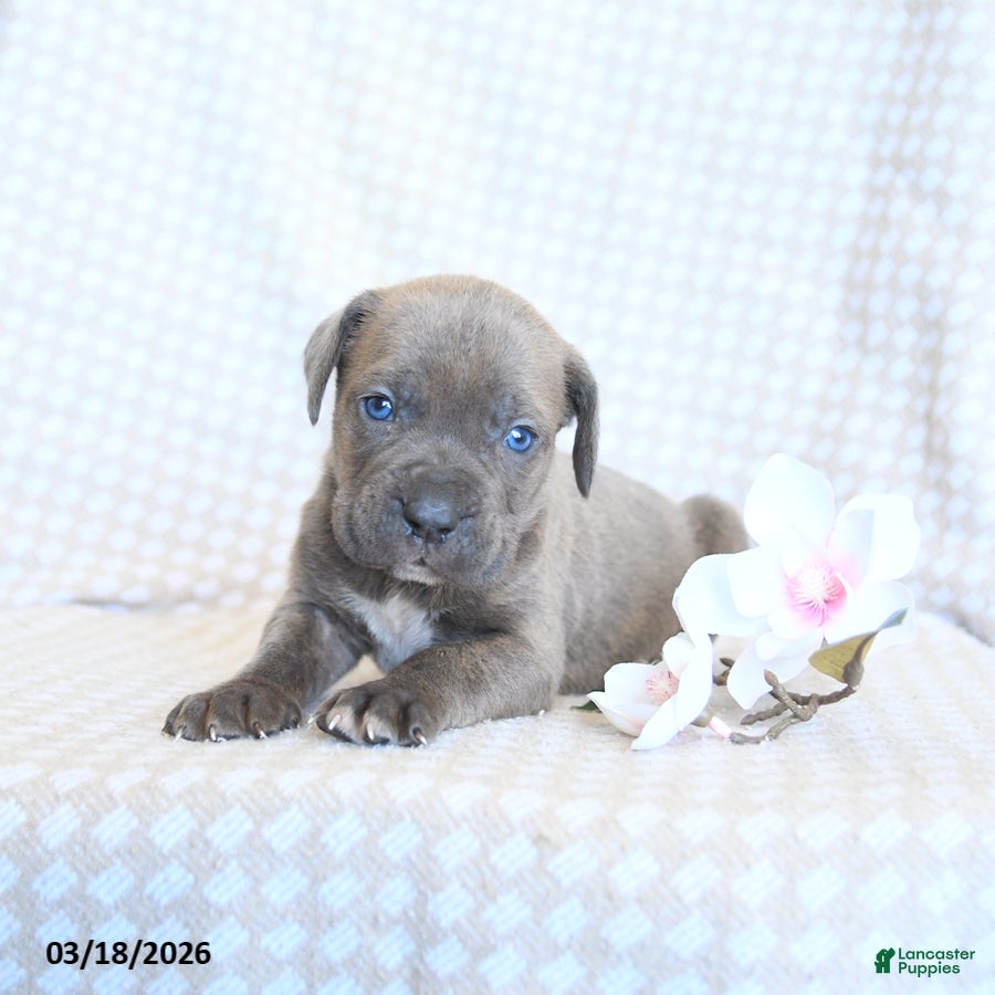 Cane Corso dogs Candy - Ad 2