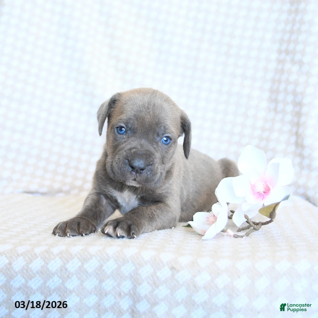 Cane Corso dogs for sale: Candy - Ad 2