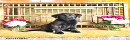 Golden Shepherd dogs for sale: Rebel - Ad 9