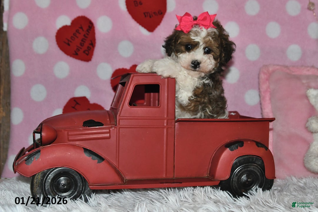 Lhasapoo dogs for sale: Blossom - Ad 5