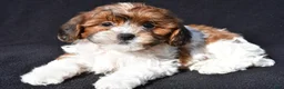 Shihpoo dogs for sale: Riley - Ad 2