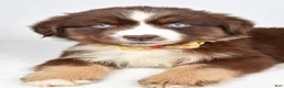 Miniature Australian Shepherd dogs for sale: Finch - Ad 8