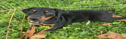 Doberman Pinscher dogs for sale: Dobie Girl - Ad 1