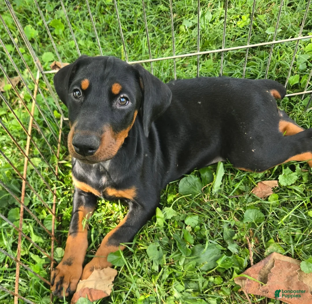 Doberman Pinscher dogs for sale: Dobie Girl - Ad 1