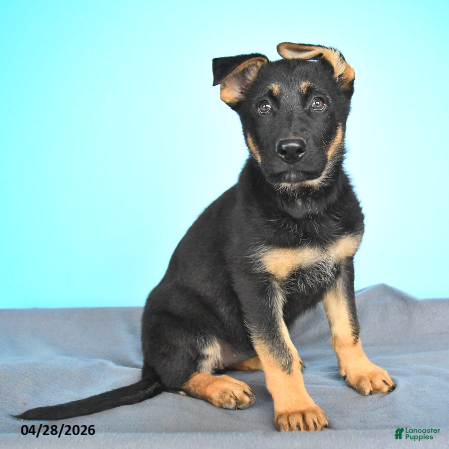 German Shepherd dogs Daisy - Ad 1