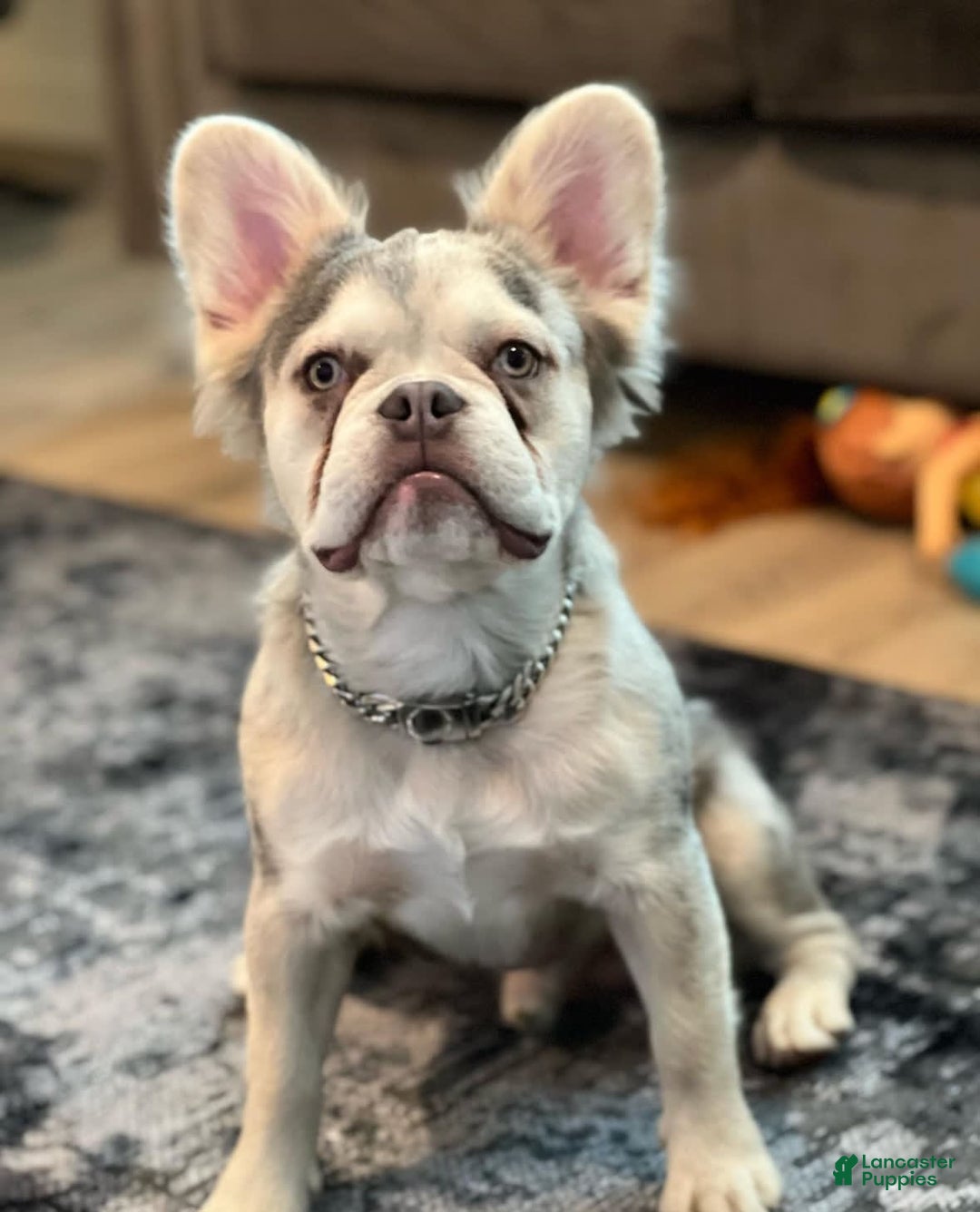 Gallery Image {{count}}